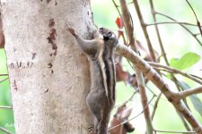 Bermese Striped Squirrel.JPG