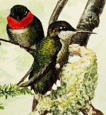 Hummingbird, ruby throated II.jpg