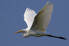 Great White Egret (2).jpg