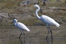 Little Egret & Great White Egret.jpg