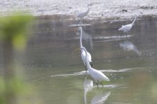 Intermediate Egret.jpg