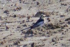 White Wagtail 'Amur' (leucopsis).jpg