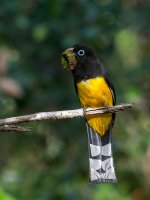 Black-headed-Trogon-Male-Front-1.jpg