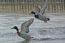 Ducks taking off 3.jpg