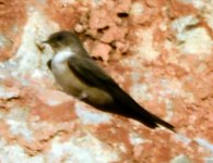 birdforum swift or swallow 1.jpg