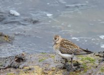 Dunlin_Girdle Ness_310716a.jpg