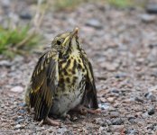 Song Thrush_Girdle Ness_310716a.jpg