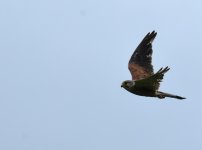 Kestrel_Girdle Ness_310716a.jpg