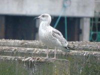 Is this a juvenile Caspian Gull.jpg