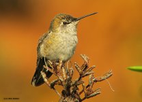 Anna's Hummingbird 10-21-16 IMG_0099web.jpg