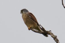 Eurasian Kestrel (1).jpg