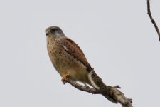 Eurasian Kestrel (2).jpg