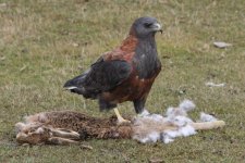 Red Backed Hawk (Burnside) 010.jpg