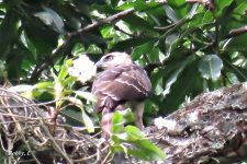 Blyth's Hawk Eagle.jpg