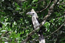 White-crested Hornbill, F.jpg