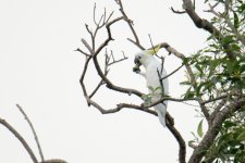 Yellow-CrestedCockatoo@PRMS4696c.jpg