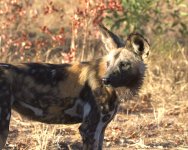 wild dog 3small.jpg