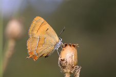 Brown Hairstreak lt 1.jpg