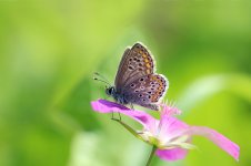 Brown Argus lt 4.jpg