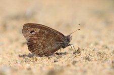 Tree Grayling lt 2.jpg