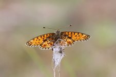 Small Pearl-bordered Fritillary lt 3.jpg