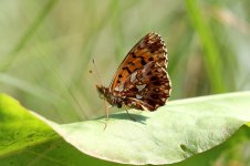 Weavers Fritillary lt 3.jpg