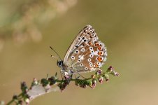 Chalkhill Blue lt 5.jpg