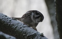 Reduced - Creeping Hawk Owl 1.JPG