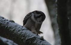 Reduced - Creeping Hawk Owl 3.JPG