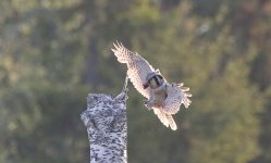 Hawk Owl arriving with food.jpg