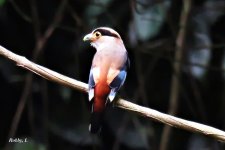 Silver-breasted Broadbill.JPG