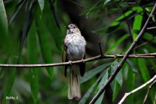 Mountain Bulbul.JPG