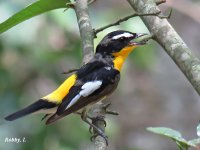 Yellow rumped Flycatcher.JPG