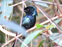 Bronzed Drongo. 1, KKC PT.JPG