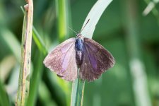 Purple Hairstreak comp.jpg