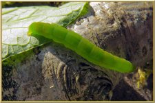 Caterpillar ID.jpg