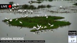 2016-09-20 Spoonbills.jpg