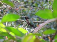 Ruby-throated Hummingbird, Bok Tower 10.jpg