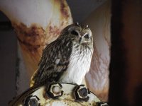 Short-eared Owl resize 1.jpg