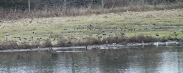 Meadow after floods full of teal 22Nov 16 DSCF7588.jpg