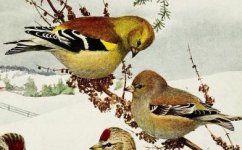goldfinches in winter.jpg