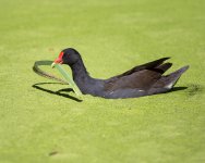 MOORHEN0001.jpg