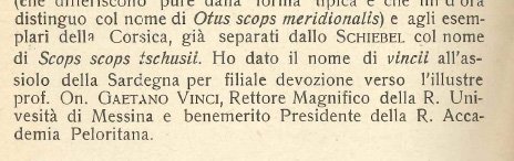 Otus scops vincii TRISCHITTA 1939.jpg