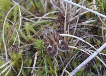 Antler Moth (reduced).jpg