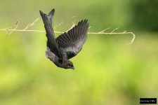 Black Drongo 3.jpg