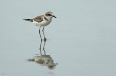 DSC03757 Kentish Plover @ Pui O.JPG