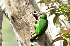 Red-throated Barbet, Female.jpg