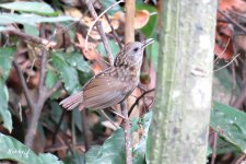 Streaked Wren Babbler.jpg