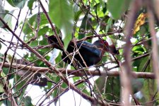 Chestnut-breasted Malkoha.jpg