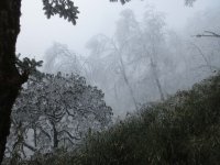 forest at ca. 2900m.jpg